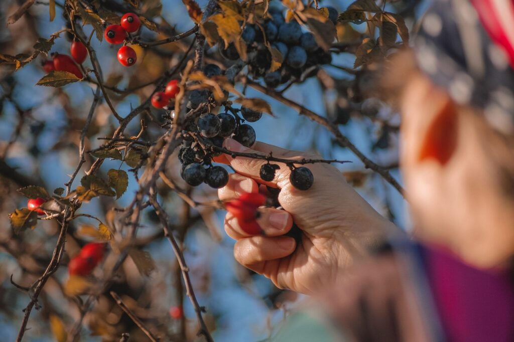 Dove fare le farm in Australia: consigli e informazioni