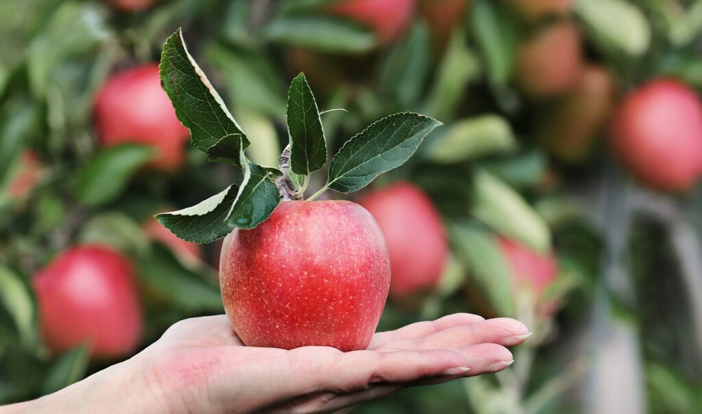Dove fare le farm in Australia: consigli e informazioni